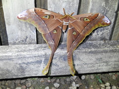 Coscinocera hercules