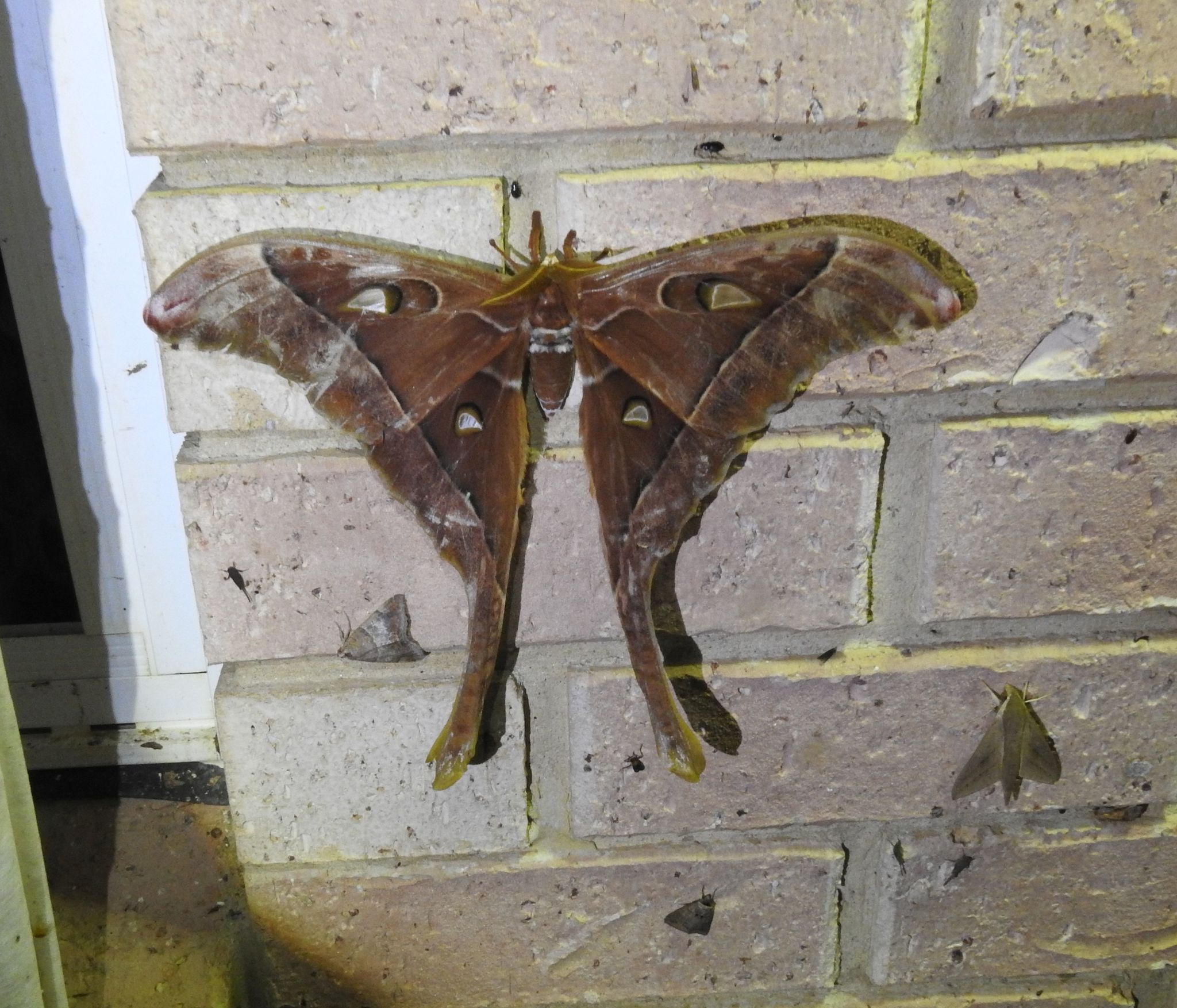 The Hercules Moth: The Moth That Doesn't Eat - Australian