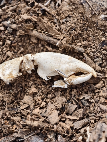 Common Yabby