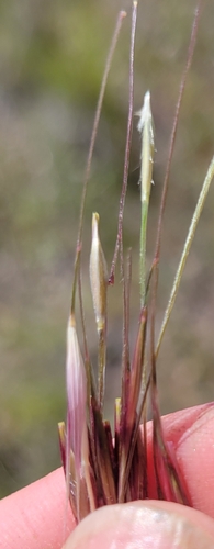iNaturalist observation photo of purple needlegrass