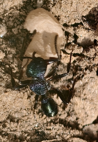 Green-head Ant
