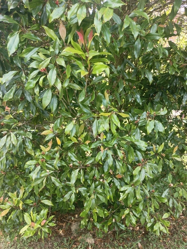 Syzygium aromaticum observed 2026-05-03