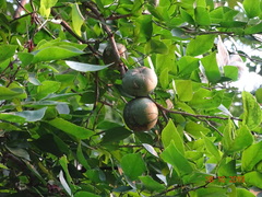 Aegle marmelos