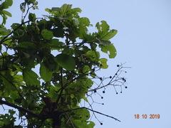 Mitragyna parvifolia