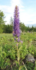 Veronica porphyriana