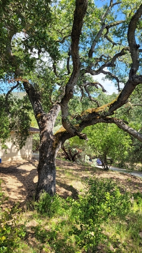 iNaturalist observation photo of Quercus garryana garryana × lobata