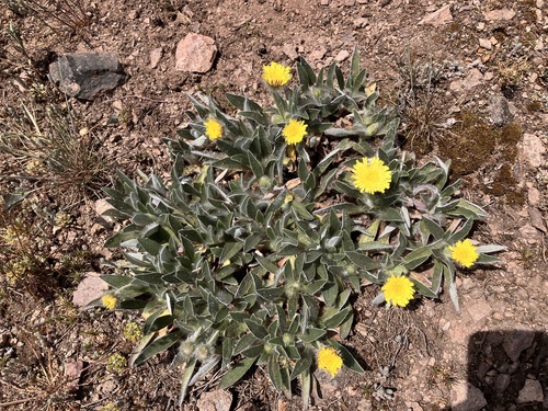 Pilosella peleteriana, 2026-05-02