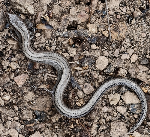 Eastern Three-toed Earless Skink