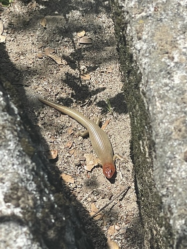 iNaturalist observation photo of Gilbert's Skink