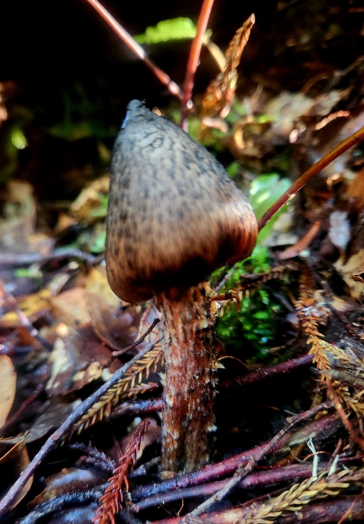 Hygrocybe astatogala · May 2026 · photo: © claire_grace83 (iNaturalist, cc-by)