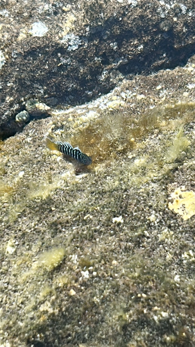 Kelloggella oligolepis observed 2026-05-02