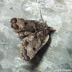 Sufetula