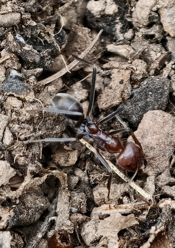 Southern Meat Ant