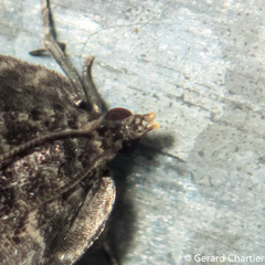 Sufetula