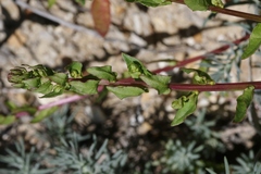 Aphanisma blitoides