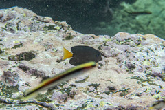 Ctenochaetus binotatus