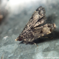 Sufetula