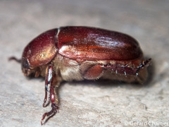 Anomala densa