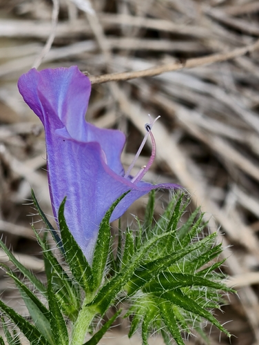 purple viper's-bugloss