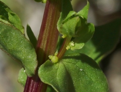 Aphanisma blitoides