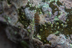 Cochleoceps orientalis