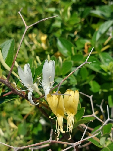 Japanese honeysuckle