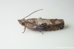 Strepsicrates semicanella