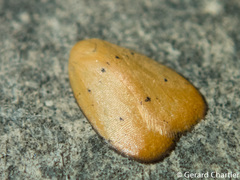 Heliohemonia aurantia