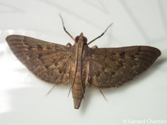 Tatobotys janapalis