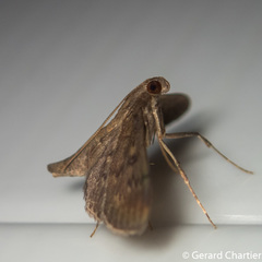 Tatobotys janapalis