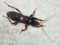 Ectomocoris
