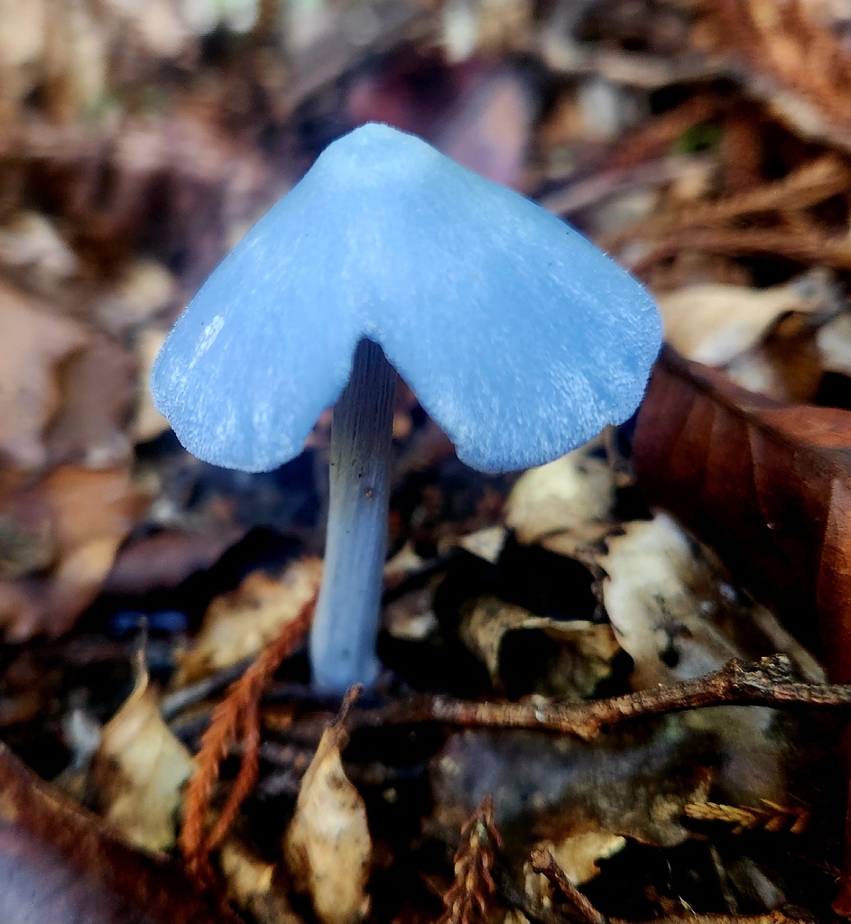 Entoloma hochstetteri · May 2026 · photo: © claire_grace83 (iNaturalist, cc-by)