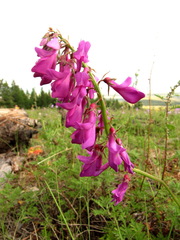 Hedysarum austrosibiricum