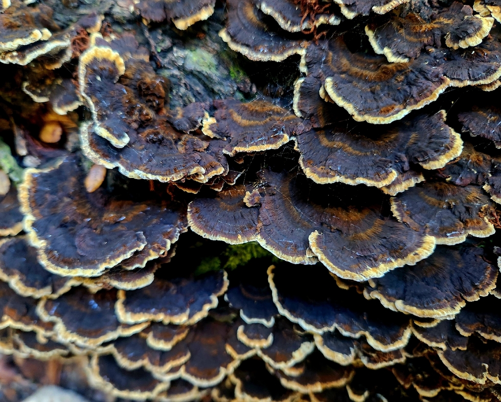 Inonotus nothofagi · May 2026 · photo: © claire_grace83 (iNaturalist, cc-by)