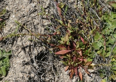 Aphanisma blitoides