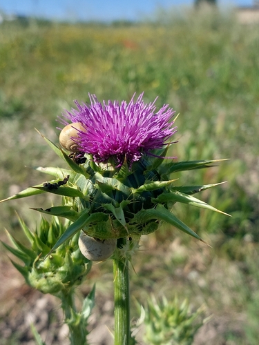 milk thistle