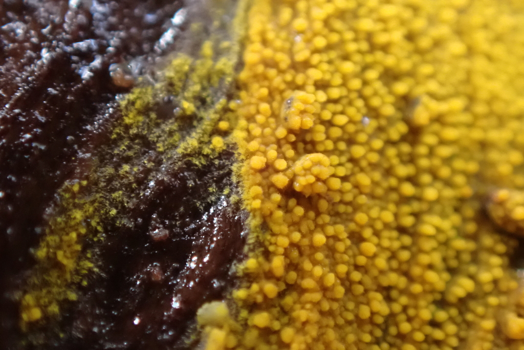 Phlebia subceracea