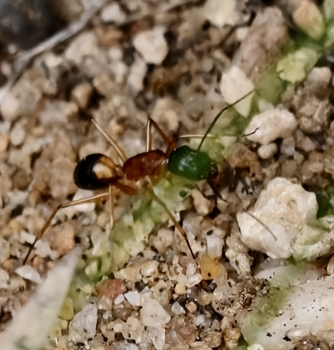 Banded Sugar Ant