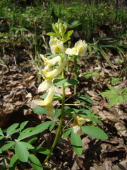Corydalis cava marschalliana