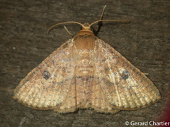 Striglina duplicifimbria