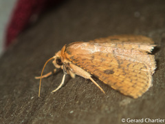 Striglina duplicifimbria