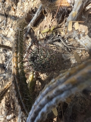 Cochemiea sheldonii, photograph (c) Adrian Bojorquez, some rights reserved (CC BY-SA)