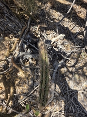 Stenocereus alamosensis, photograph (c) Adrian Bojorquez, some rights reserved (CC BY-SA)