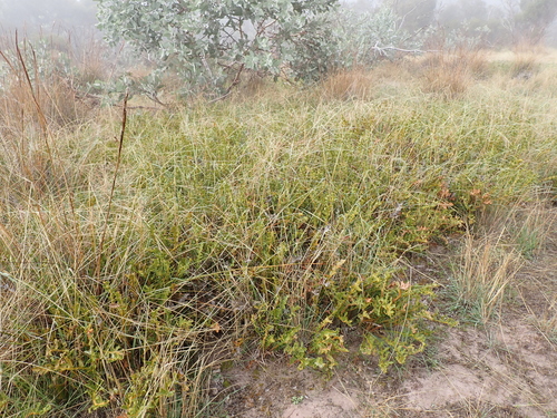 Banksia repens, photograph 2