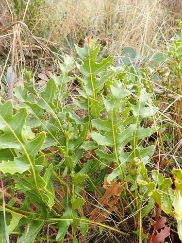 Banksia repens, photograph 3