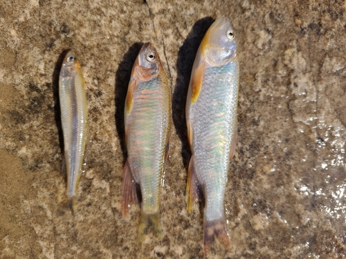Chinese Hooksnout Carp