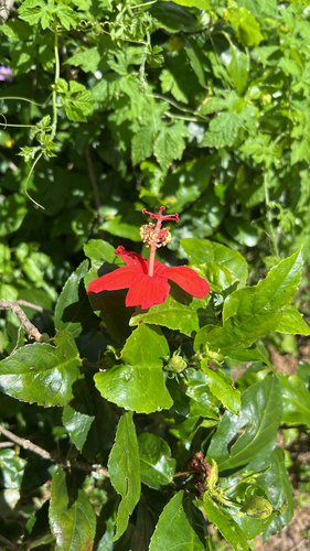 Hibiscus kokio observed 2026-05-02