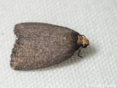 Eugoa uniformis