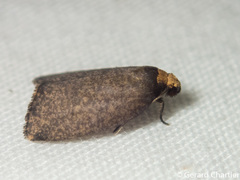 Eugoa uniformis