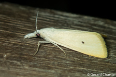 Scirpophaga incertulas
